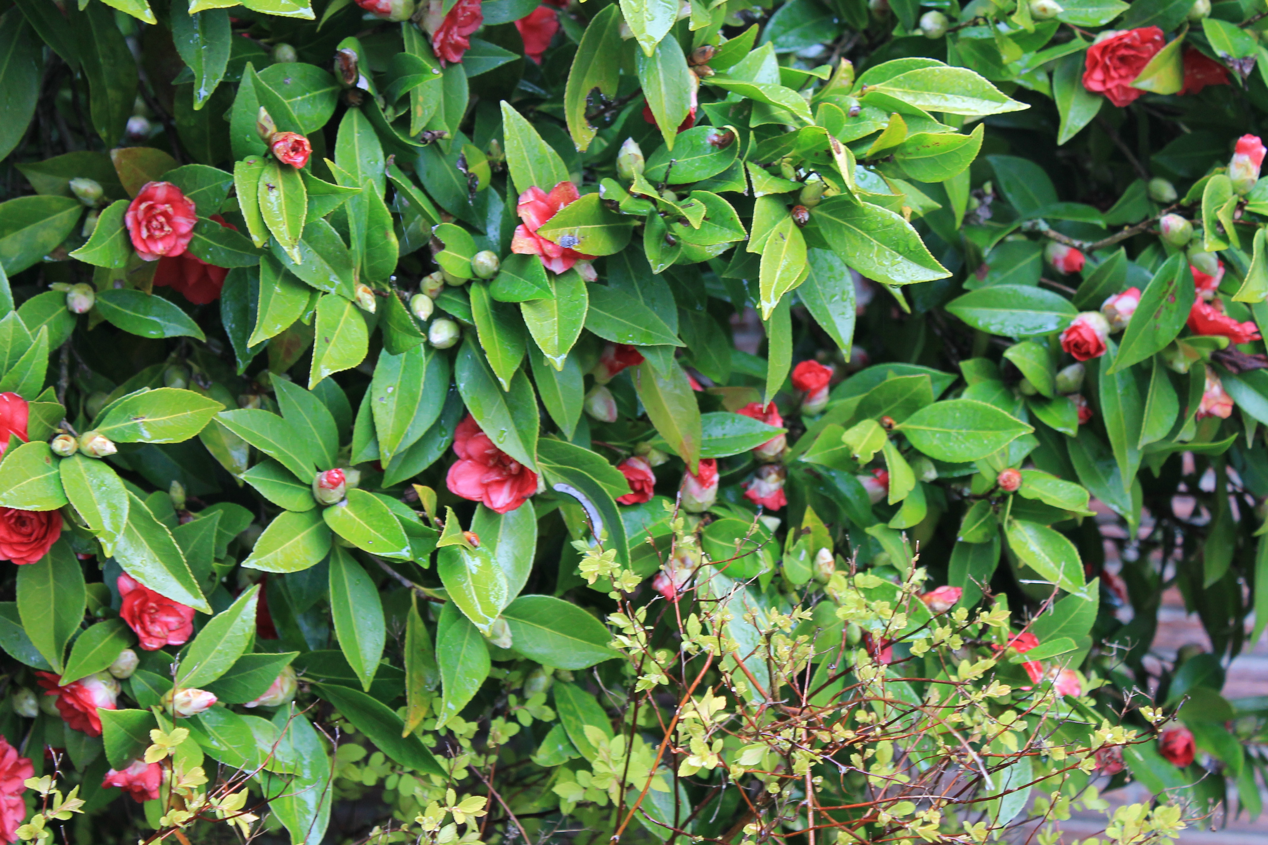 Bernhard Landscape Maint.